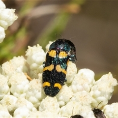 Castiarina flavopicta at Bungonia, NSW - 20 Dec 2024