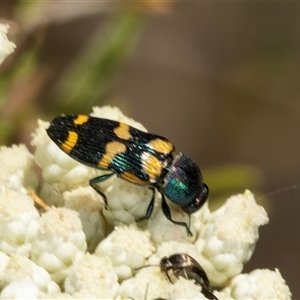 Castiarina flavopicta at Bungonia, NSW - 20 Dec 2024