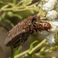 Psychidae - IMMATURE larvae at Bungonia, NSW - 19 Dec 2024 by AlisonMilton