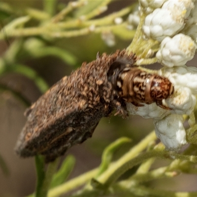 Trigonocyttara clandestina (Less-stick Case Moth) at Bungonia, NSW - 20 Dec 2024 by AlisonMilton