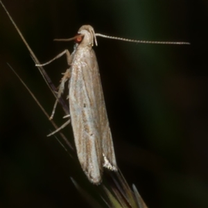 Eutorna diaula (A Gelechioid moth (Depressariidae)) at Freshwater Creek, VIC by WendyEM