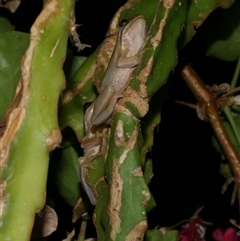 Litoria ewingii (Ewing's Tree Frog) at Freshwater Creek, VIC - 4 Dec 2024 by WendyEM