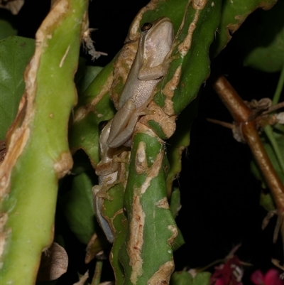 Litoria ewingii (Ewing's Tree Frog) at Freshwater Creek, VIC - 4 Dec 2024 by WendyEM