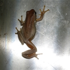 Litoria ewingii (Ewing's Tree Frog) at Freshwater Creek, VIC - 4 Dec 2024 by WendyEM