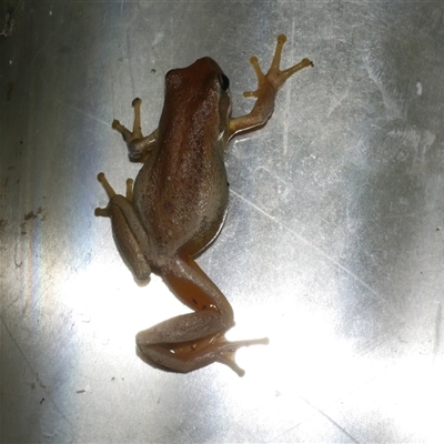 Litoria ewingii (Ewing's Tree Frog) at Freshwater Creek, VIC - 4 Dec 2024 by WendyEM