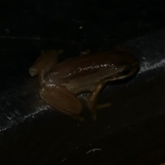 Litoria ewingii (Ewing's Tree Frog) at Freshwater Creek, VIC - 4 Dec 2024 by WendyEM