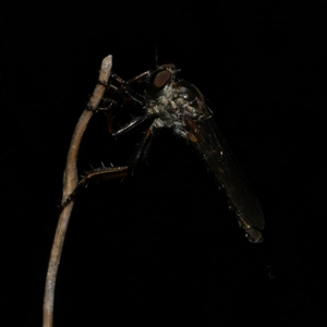 Asilidae (family) at Freshwater Creek, VIC by WendyEM