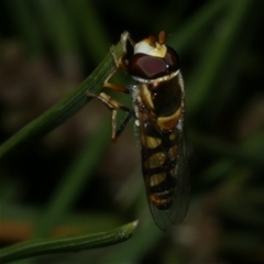 Simosyrphus grandicornis (Common hover fly) at Freshwater Creek, VIC - 4 Dec 2024 by WendyEM