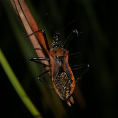 Gminatus australis (Orange assassin bug) at Freshwater Creek, VIC - 4 Dec 2024 by WendyEM