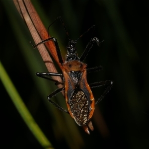 Gminatus australis at Freshwater Creek, VIC - 4 Dec 2024