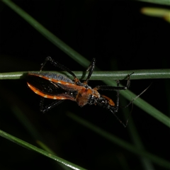 Gminatus australis (Orange assassin bug) at Freshwater Creek, VIC - 4 Dec 2024 by WendyEM