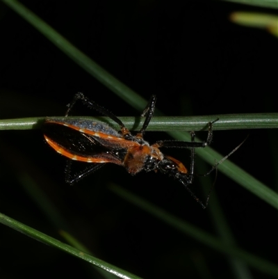 Gminatus australis (Orange assassin bug) at Freshwater Creek, VIC - 4 Dec 2024 by WendyEM