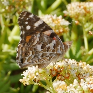 Vanessa kershawi (Australian Painted Lady) at Freshwater Creek, VIC by WendyEM