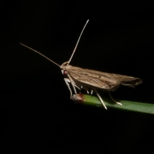 Eutorna diaula (A Gelechioid moth (Depressariidae)) at Freshwater Creek, VIC by WendyEM