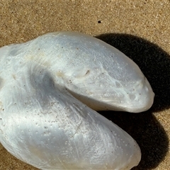 Unidentified Marine Fish Uncategorised at Merimbula, NSW - 21 Dec 2024 by JenniKaye