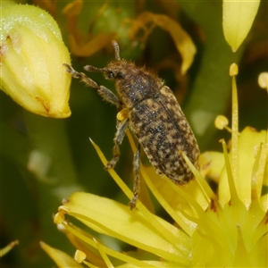 Curculionidae (family) at Freshwater Creek, VIC by WendyEM