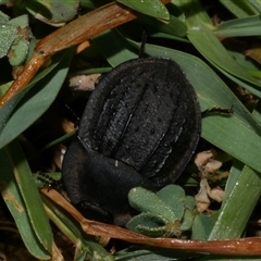 Unverified Darkling beetle (Tenebrionidae) at Freshwater Creek, VIC - 19 Dec 2024 by WendyEM