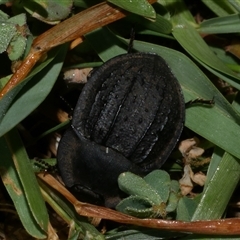 Unidentified Darkling beetle (Tenebrionidae) at Freshwater Creek, VIC - 19 Dec 2024 by WendyEM