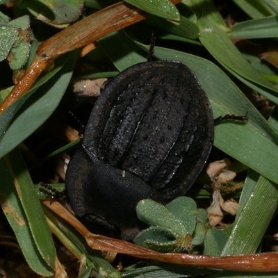 Unidentified Darkling beetle (Tenebrionidae) at Freshwater Creek, VIC - 18 Dec 2024 by WendyEM