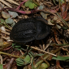 Saragus costatus at Freshwater Creek, VIC - 19 Dec 2024 01:18 AM