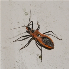 Gminatus australis (Orange assassin bug) at Freshwater Creek, VIC - 17 Dec 2024 by WendyEM