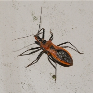 Gminatus australis (Orange assassin bug) at Freshwater Creek, VIC by WendyEM