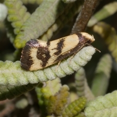 Olbonoma triptycha at Freshwater Creek, VIC - 19 Dec 2024 by WendyEM