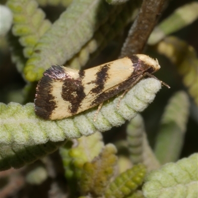 Olbonoma triptycha (Chezela Group) at Freshwater Creek, VIC - 19 Dec 2024 by WendyEM