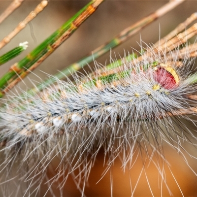 Epicoma contristis at Bungonia, NSW - 20 Dec 2024 by AlisonMilton