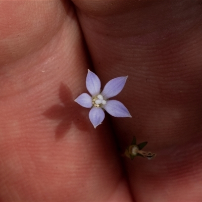 Wahlenbergia sp. (Bluebell) at Bungonia, NSW - 20 Dec 2024 by AlisonMilton