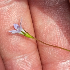 Wahlenbergia sp. at Bungonia, NSW - 20 Dec 2024