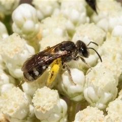 Lasioglossum (Chilalictus) sp. (genus & subgenus) at Bungonia, NSW - 19 Dec 2024 by AlisonMilton