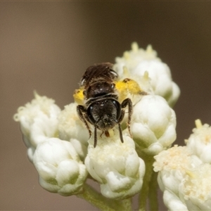 Lasioglossum (Chilalictus) sp. (genus & subgenus) at Bungonia, NSW - 20 Dec 2024 10:53 AM