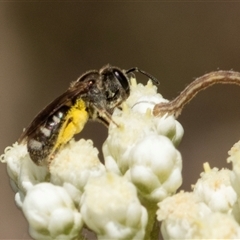 Lasioglossum (Chilalictus) sp. (genus & subgenus) at Bungonia, NSW - 20 Dec 2024 10:53 AM