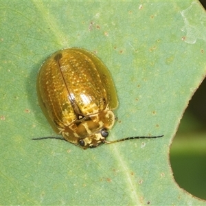 Paropsisterna cloelia (Eucalyptus variegated beetle) at Bungonia, NSW by AlisonMilton