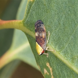 Brunotartessus fulvus (Yellow-headed Leafhopper) at Bungonia, NSW by AlisonMilton