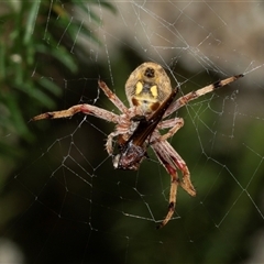 Araneus hamiltoni at Bungonia, NSW - 20 Dec 2024 by AlisonMilton