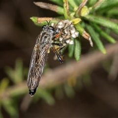 Dasypogoninae (subfamily) (Unidentified dasypogonine robber fly) at Bungonia, NSW - 20 Dec 2024 by AlisonMilton