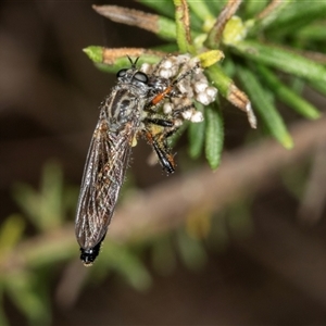 Dasypogoninae (subfamily) (Unidentified dasypogonine robber fly) at Bungonia, NSW by AlisonMilton