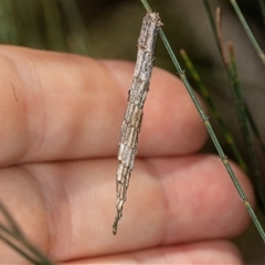 Lepidoscia arctiella at Bungonia, NSW - 20 Dec 2024 by AlisonMilton