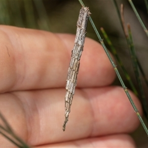 Psychidae (family) MATURE at Bungonia, NSW by AlisonMilton