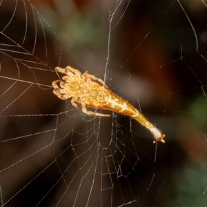 Arachnura higginsi (Scorpion-tailed Spider) at Bungonia, NSW by AlisonMilton