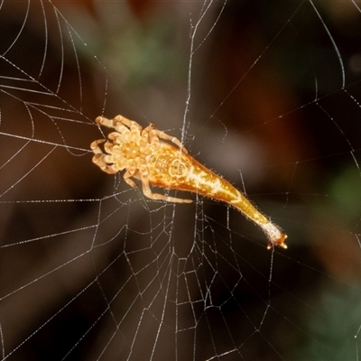 Arachnura higginsi (Scorpion-tailed Spider) at Bungonia, NSW - 20 Dec 2024 by AlisonMilton