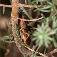 Goniaea opomaloides (Mimetic Gumleaf Grasshopper) at Bungonia, NSW - 20 Dec 2024 by AlisonMilton