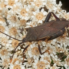 Amorbus obscuricornis (Eucalyptus Tip Wilter) at Bungonia, NSW - 20 Dec 2024 by AlisonMilton