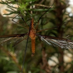 Unidentified Scorpionfly and Hangingfly (Mecoptera) at Bungonia, NSW - 19 Dec 2024 by AlisonMilton