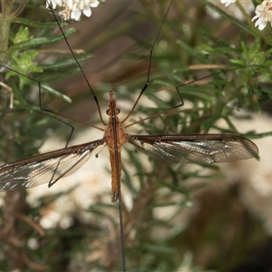 Leptotarsus (Macromastix) costalis at Bungonia, NSW - 20 Dec 2024