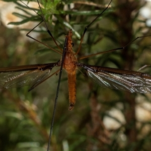 Leptotarsus (Macromastix) costalis at Bungonia, NSW - 20 Dec 2024