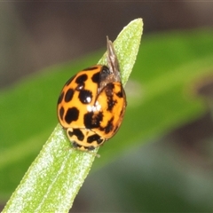 Harmonia conformis (Common Spotted Ladybird) at Bungonia, NSW - 20 Dec 2024 by AlisonMilton