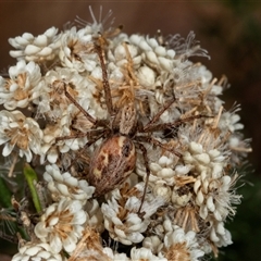 Oxyopes sp. (genus) (Lynx spider) at Bungonia, NSW - 20 Dec 2024 by AlisonMilton